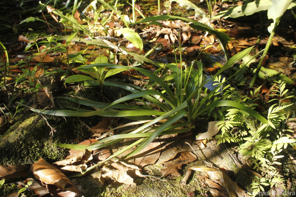 Eriocaulon psammophilum S.M.Phillips